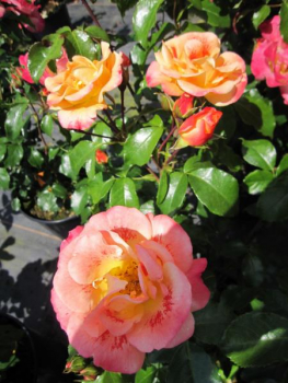 Preview: Beetrose Airbrush